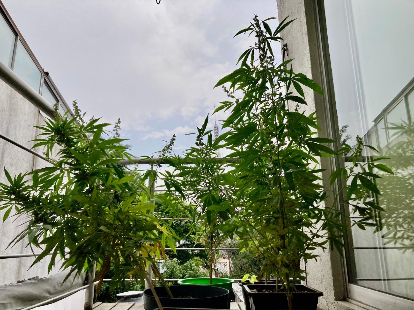 Cultivar cannabis en balcones y espacios reducidos – Guía práctica para pacientes urbanos