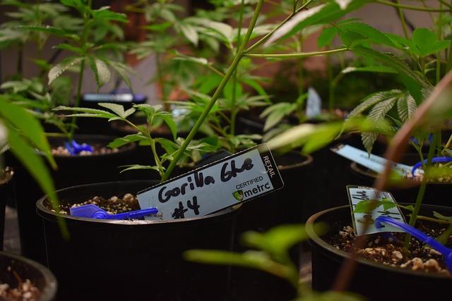 ¿Clones o semillas? Qué elegir para tu autocultivo medicinal