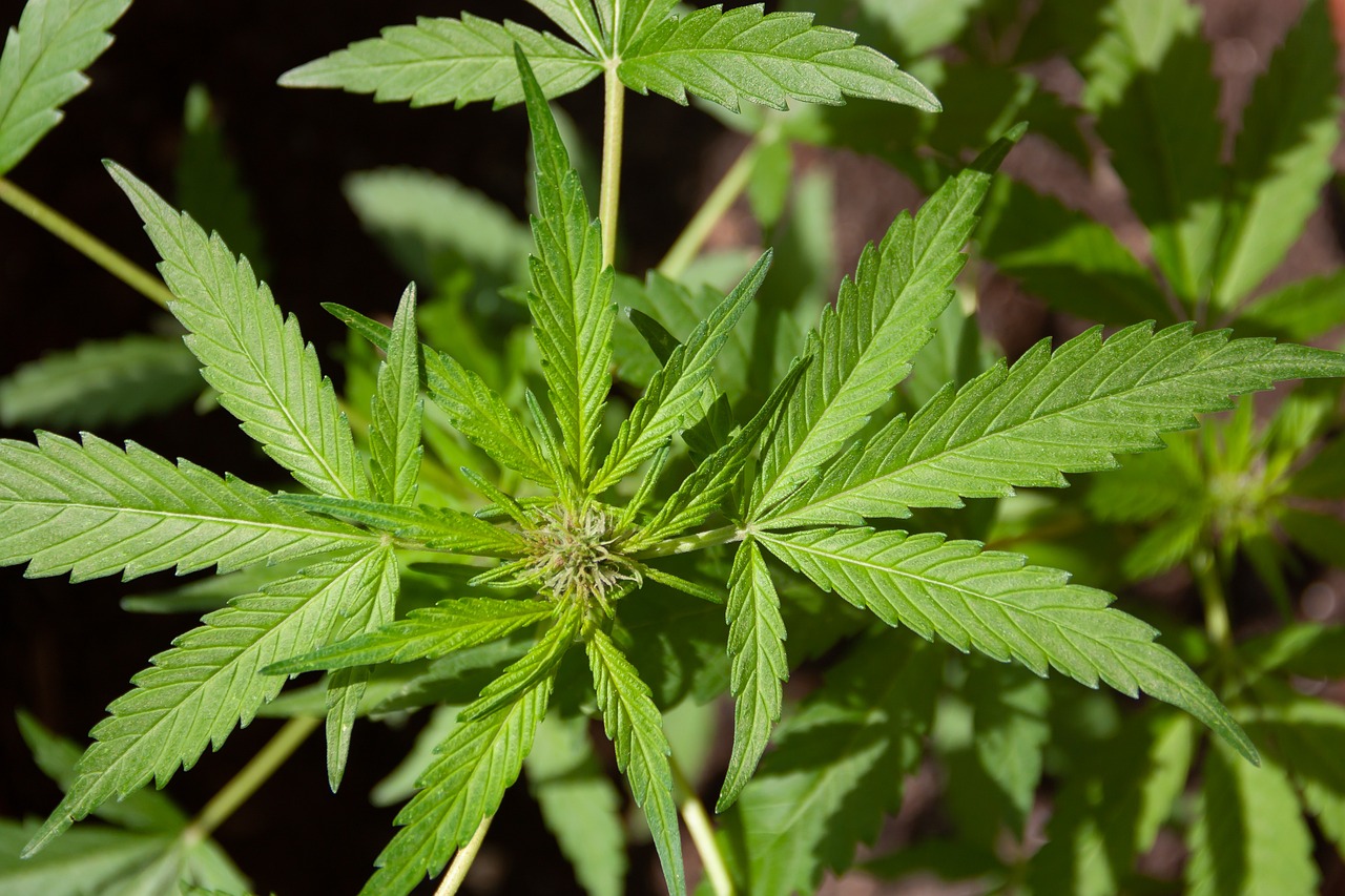THC, THCA, CBD y CBDA – ¿Qué significan y para qué sirve cada uno?
