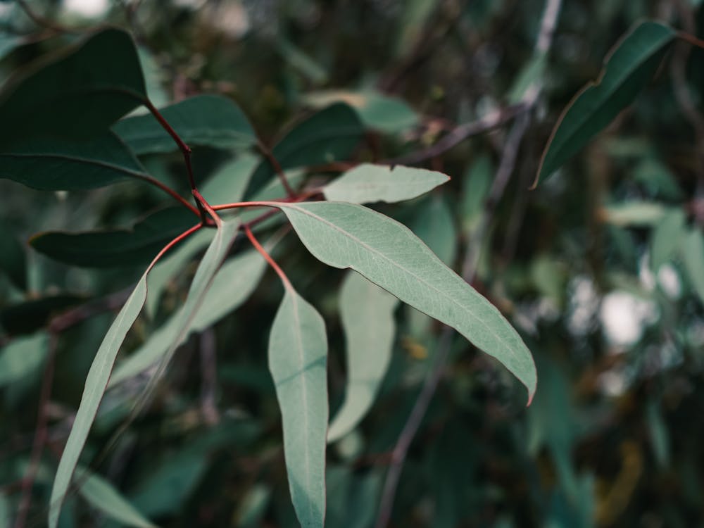 Eucaliptol – El terpeno que limpia tus pulmones y calma tu mente