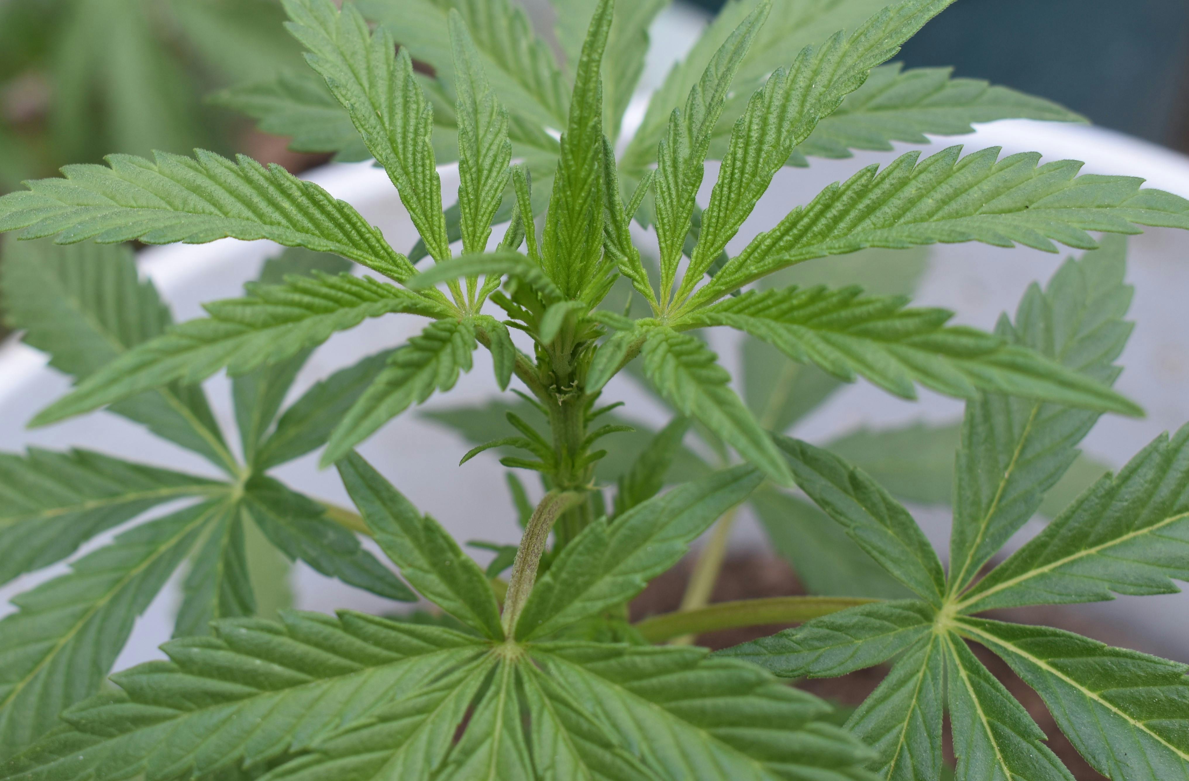 ¿Qué son los terpenos y por qué importan tanto en la medicina cannábica?