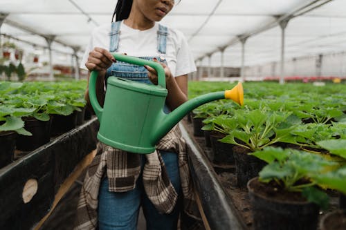 Cómo prevenir el estrés hídrico y climático en tus plantas de cannabis