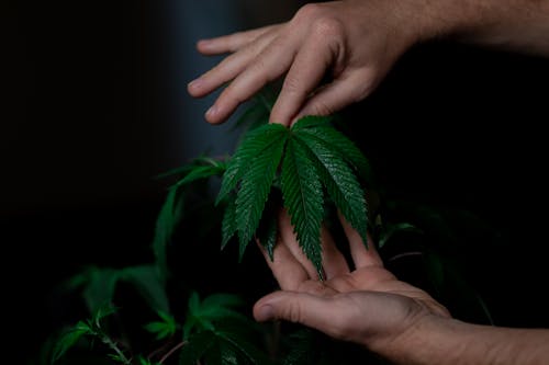 El efecto séquito – La sinergia terapéutica del cannabis