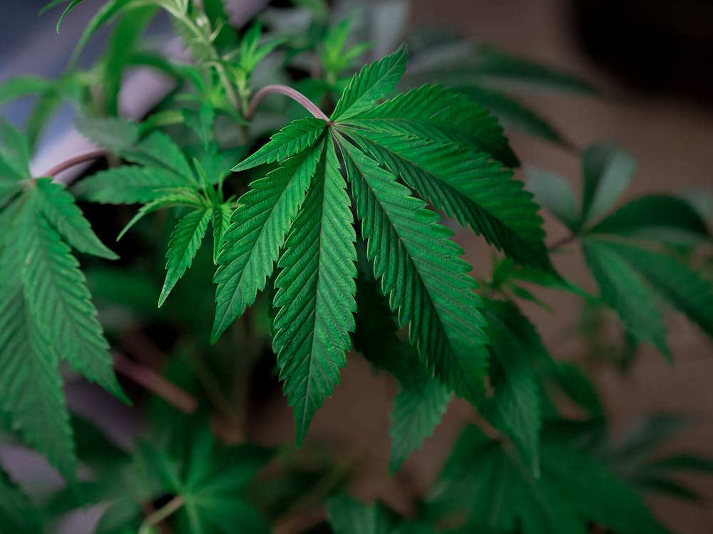 ¿Qué necesito para iniciar mi autocultivo medicinal en casa?