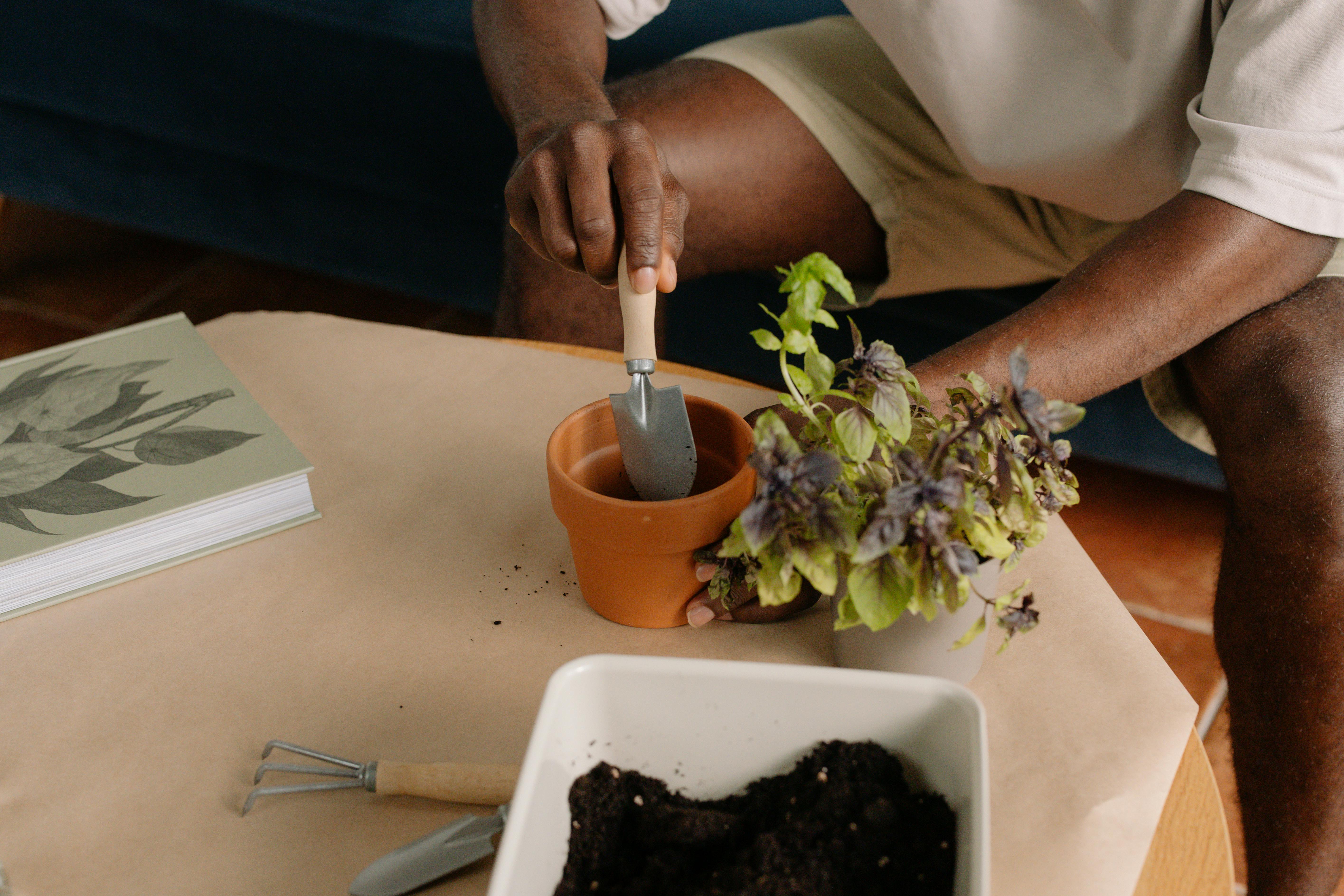 Trasplante de cannabis paso a paso: evita dañar las raíces