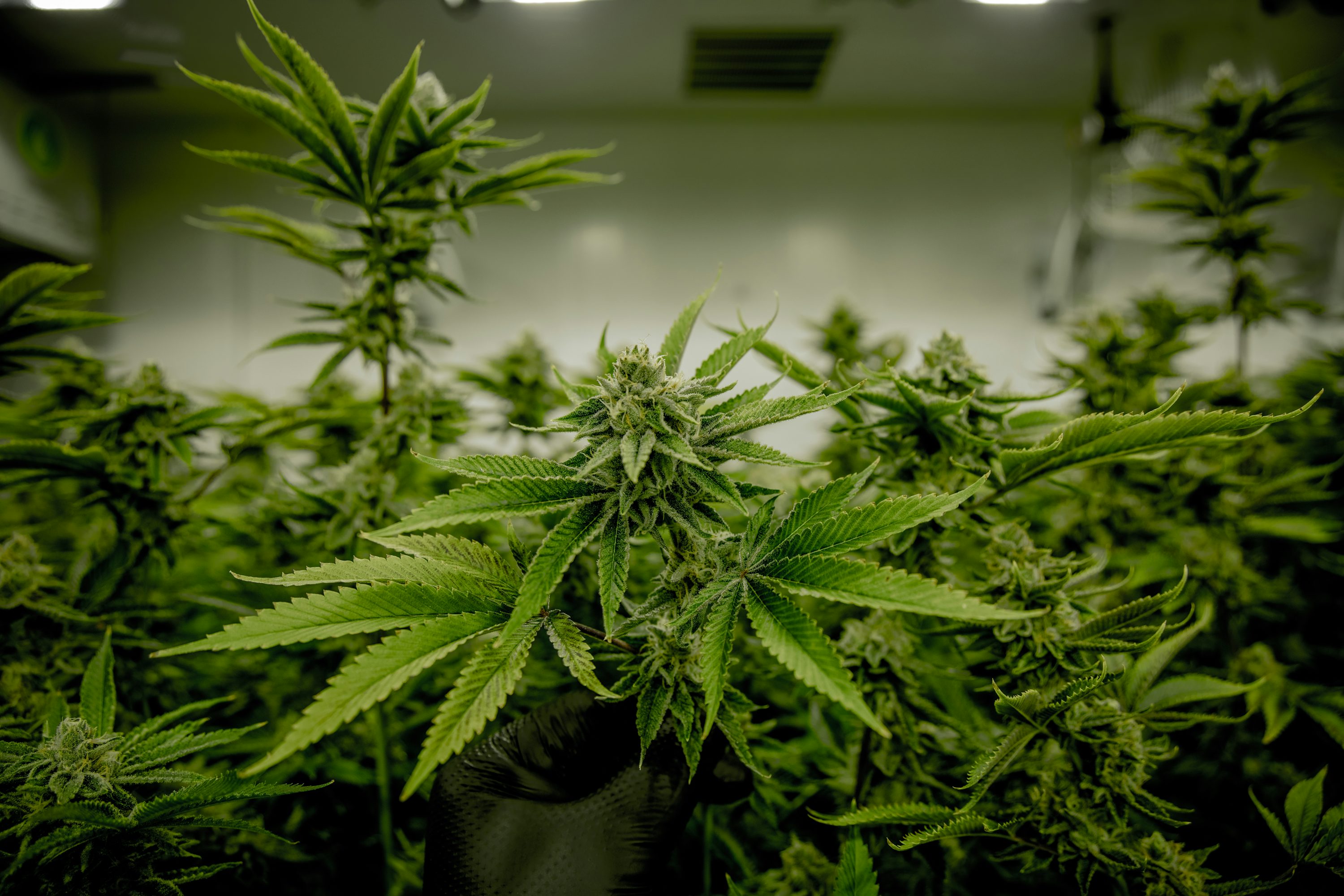THCV – El cannabinoide que podría ayudar a controlar peso y azúcar