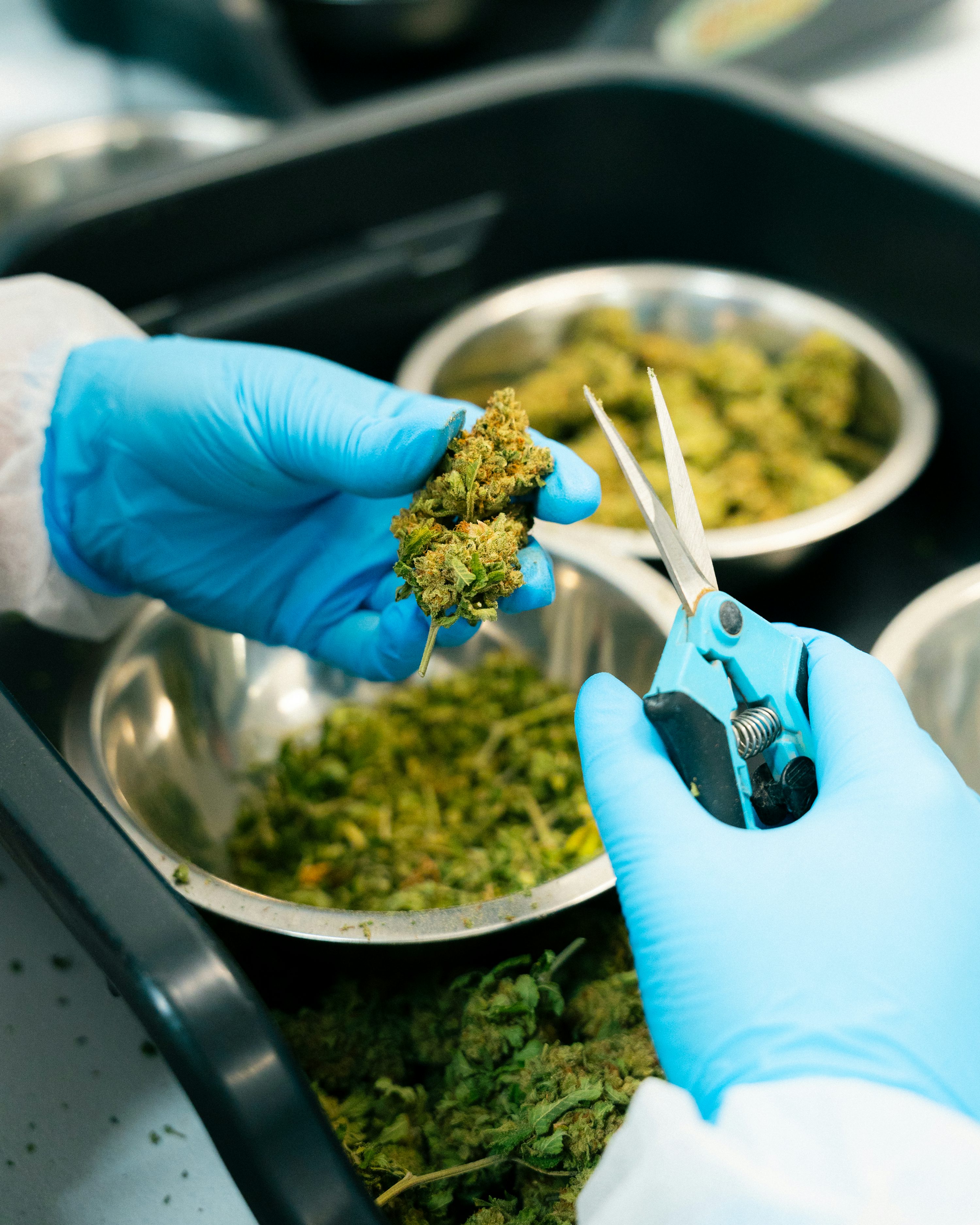 Manicura o trim de cogollos: técnicas para una cosecha impecable