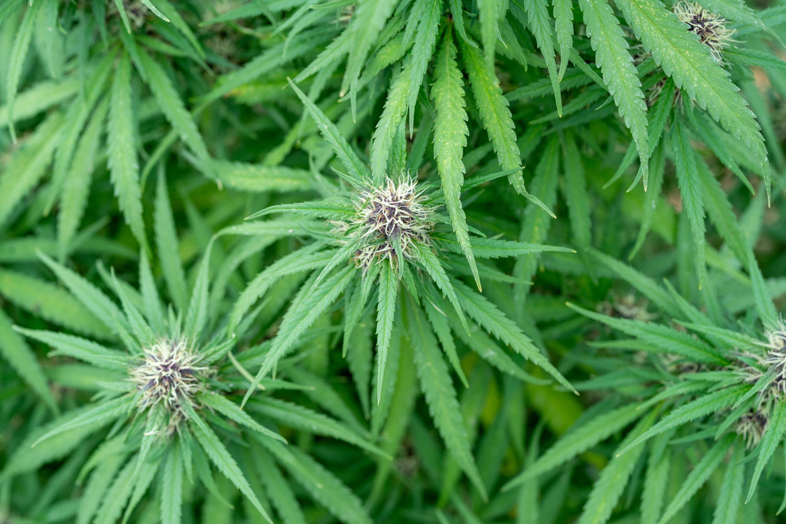Cómo detectar y corregir carencias nutricionales en plantas de cannabis