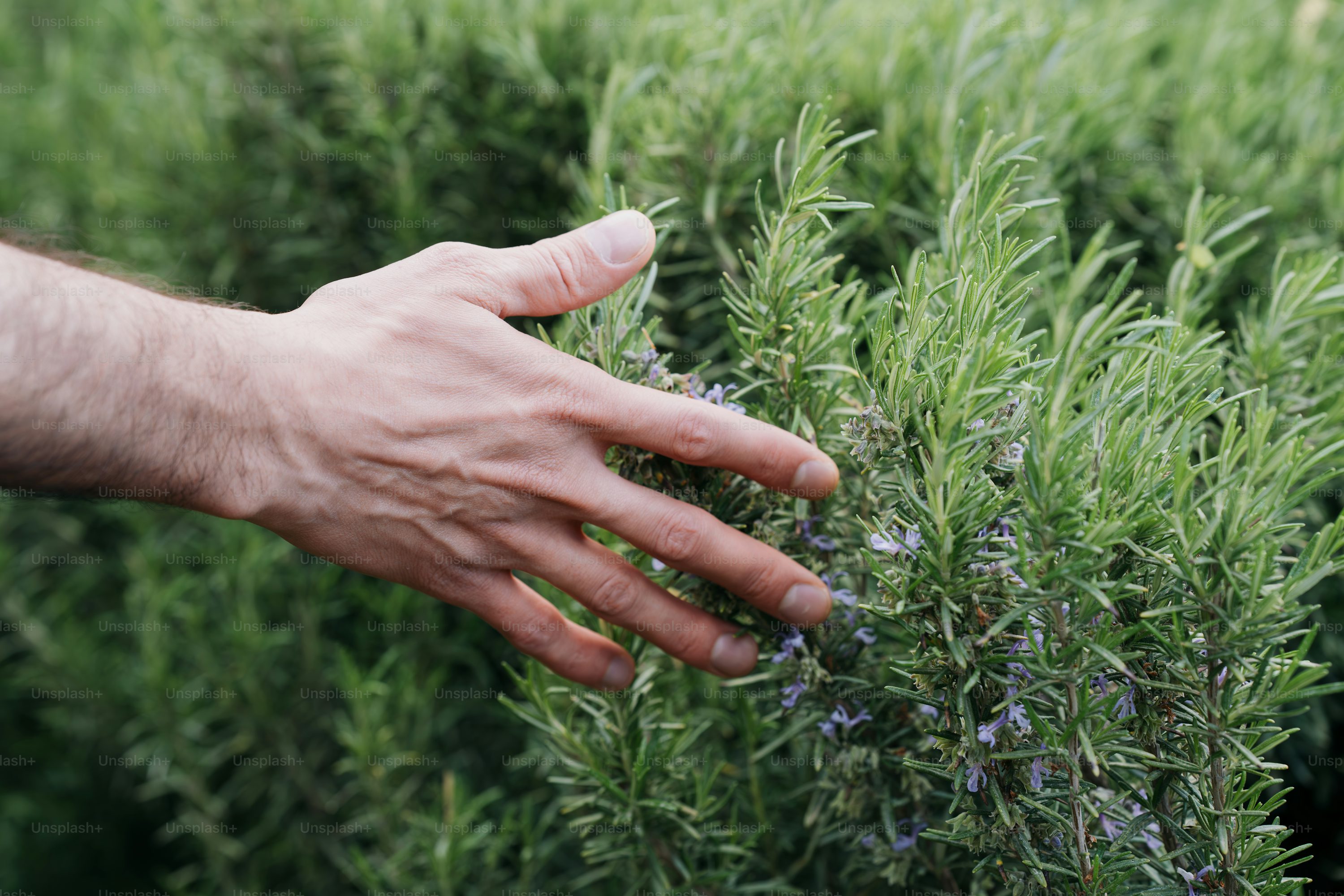 Careno – El terpeno que alivia la inflamación y fortalece la memoria