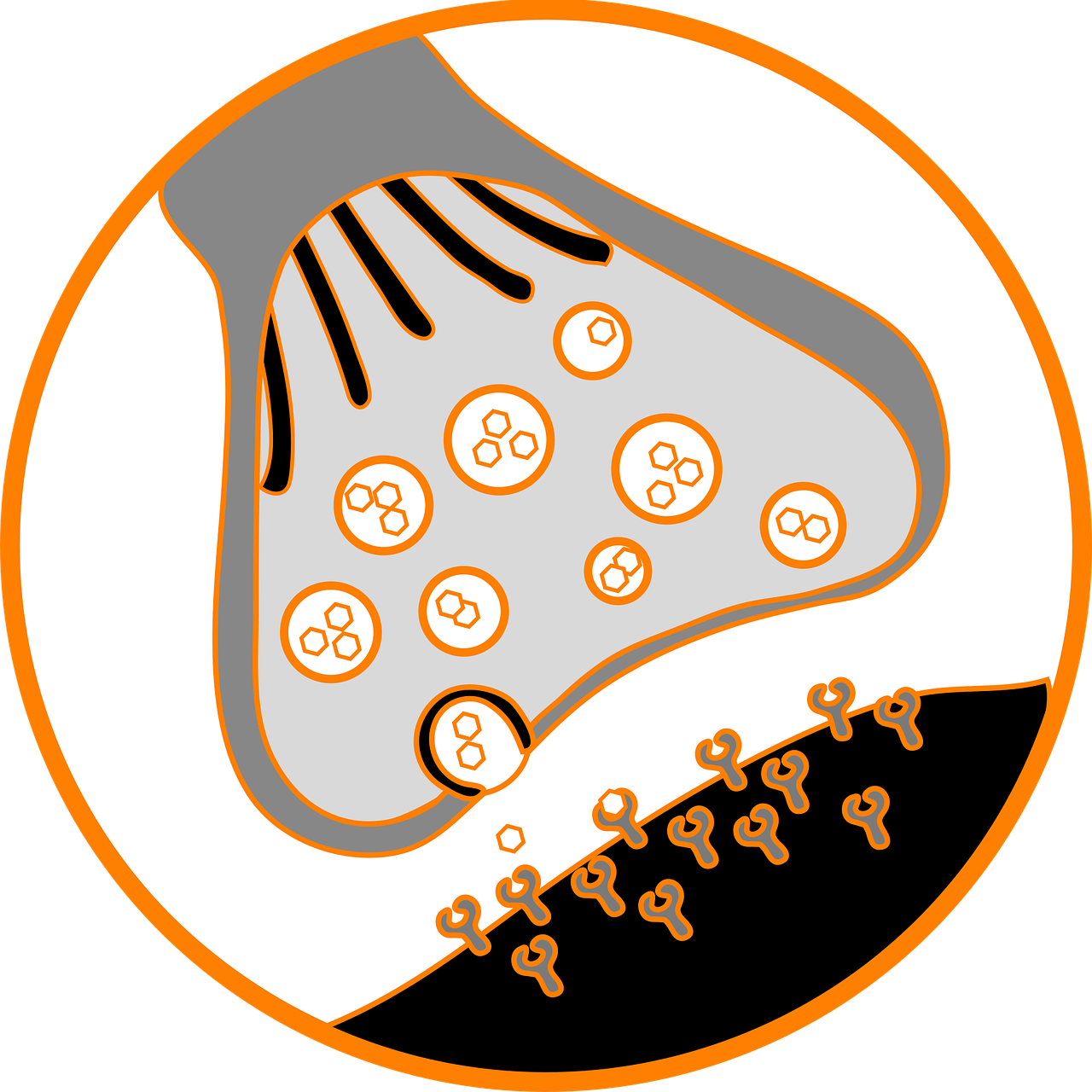 El sistema endocannabinoide; el encargado del balance en el cuerpo.