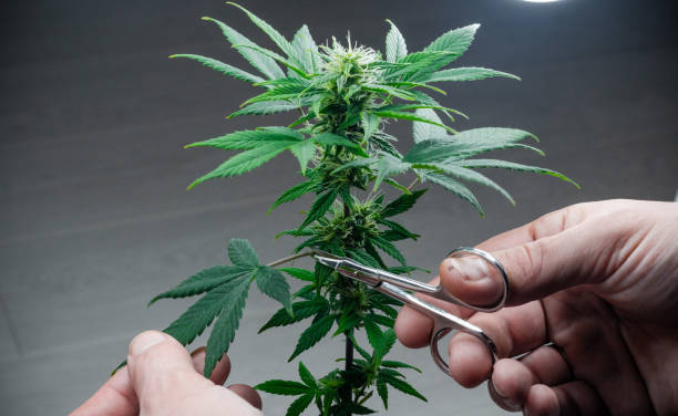 Cómo entrenar tu planta de cannabis: poda, doblado y técnicas para mejorar la copa